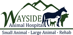 Meet Our Team – Wayside Animal Hospital