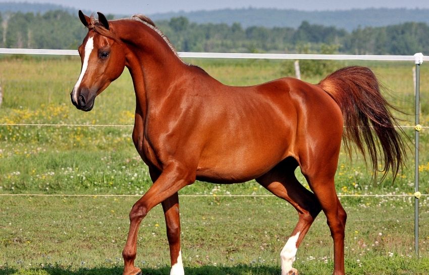 Beautiful chestnut horse with white markings.