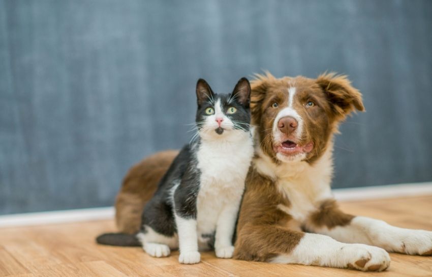 Black and white cat sitting
