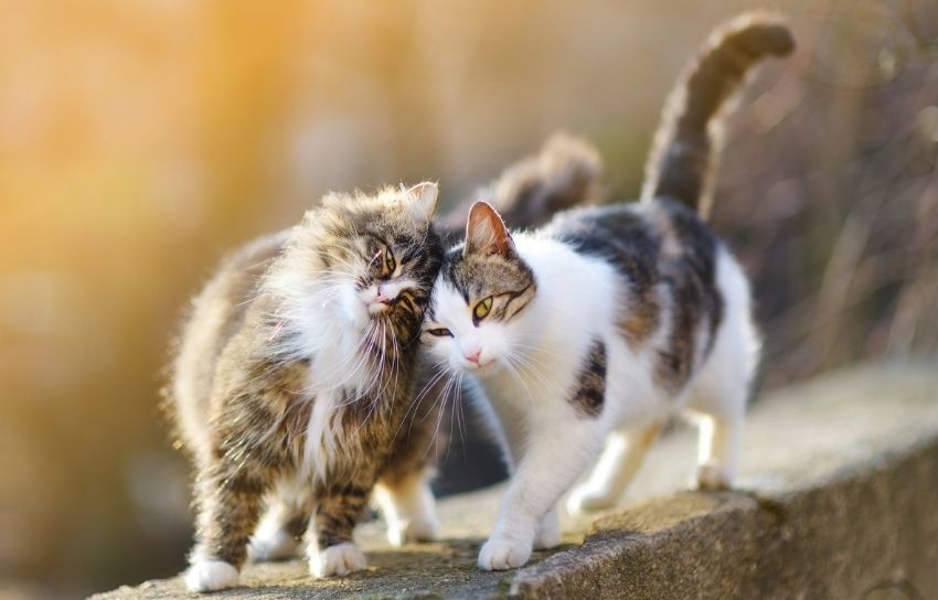 Cats affectionate, sharing outdoor space