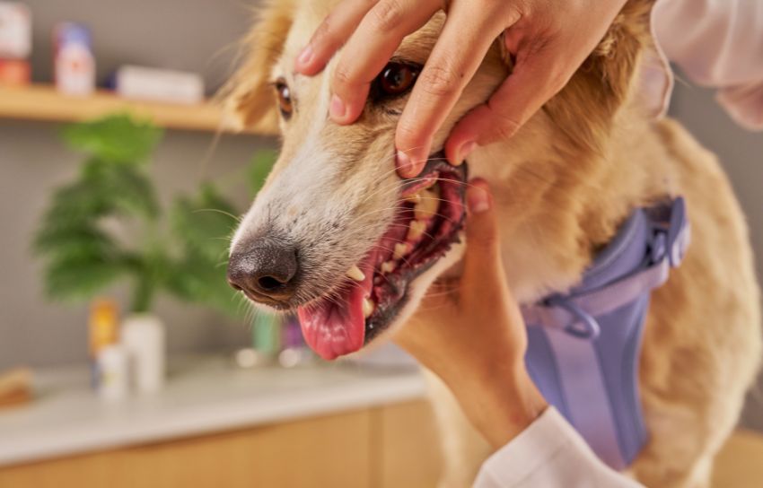 Veterinary Dentistry & Oral Surgery In Jasper, GA | Wayside Animal Hospital