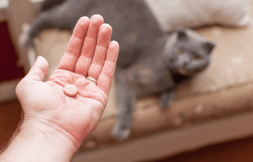 person giving a cat a pill