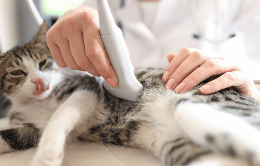 veterinary team doing an ultrasound on a cat