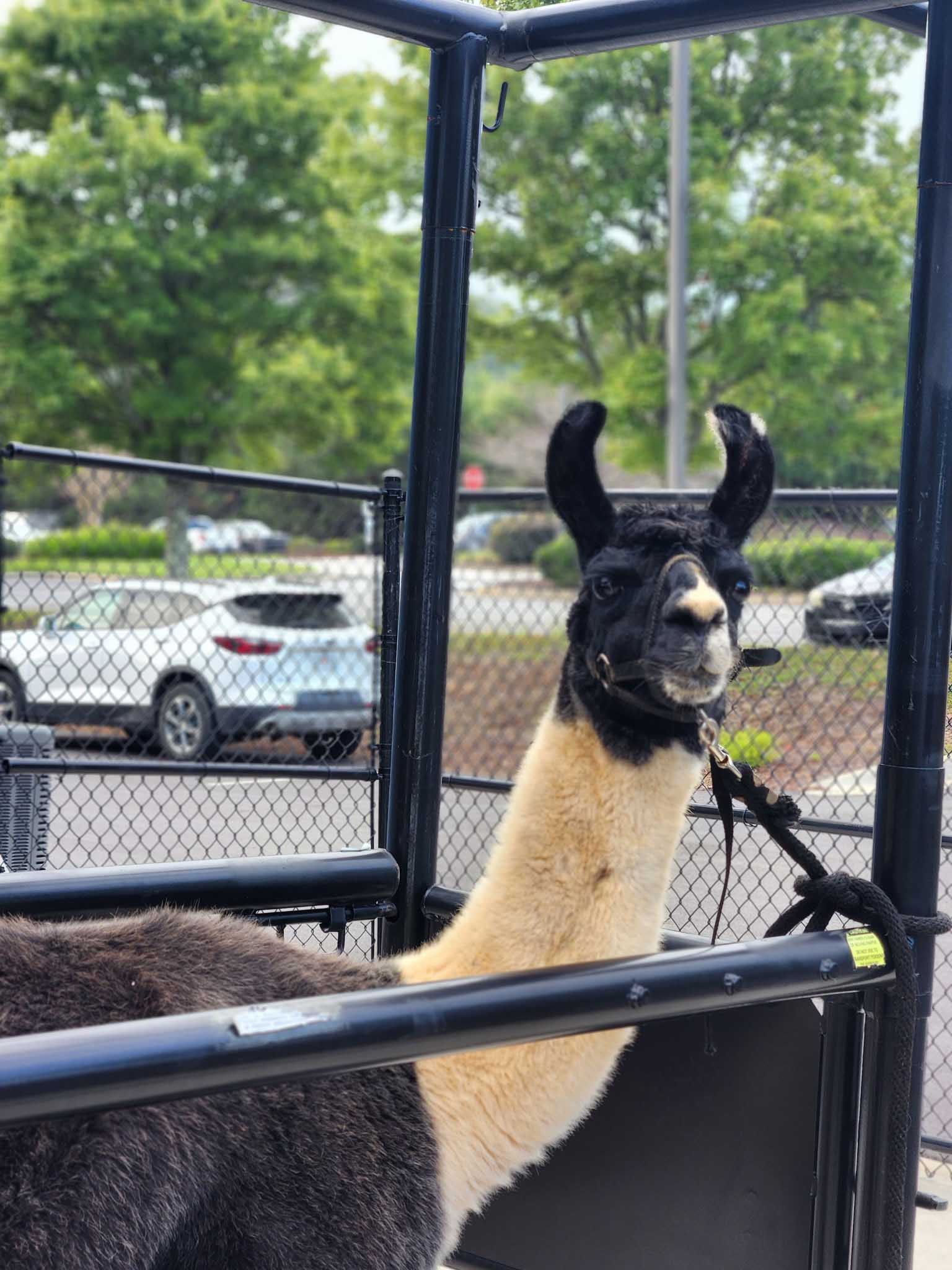 Black and white llama portrait