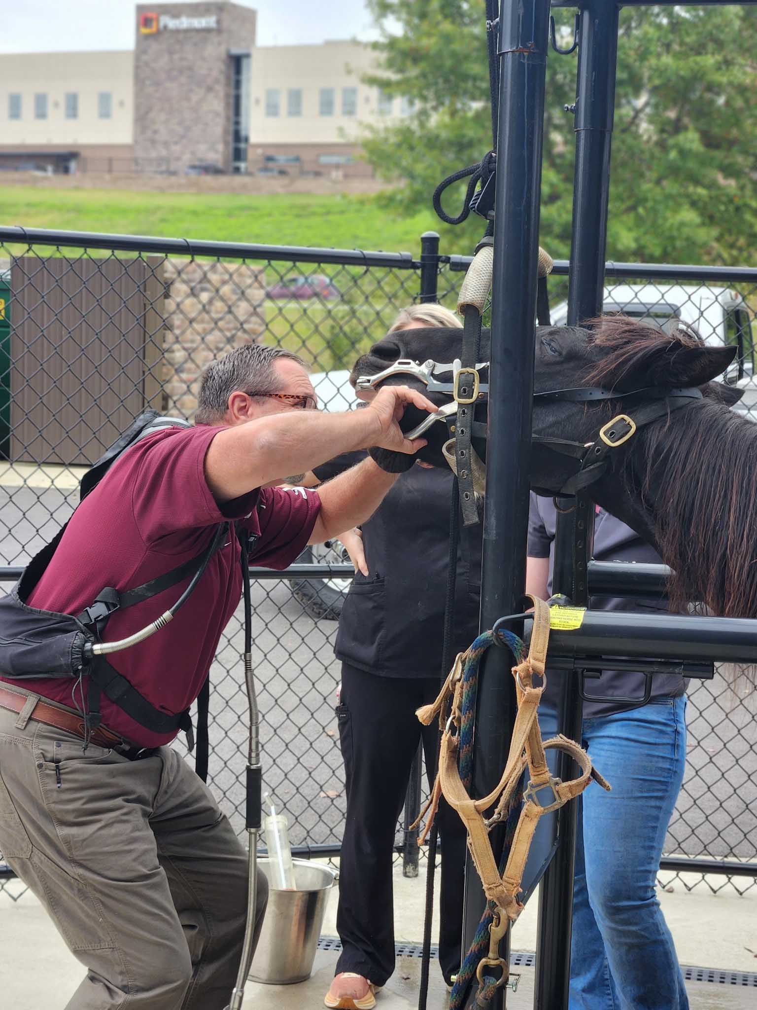 Dentist examining horse's teeth