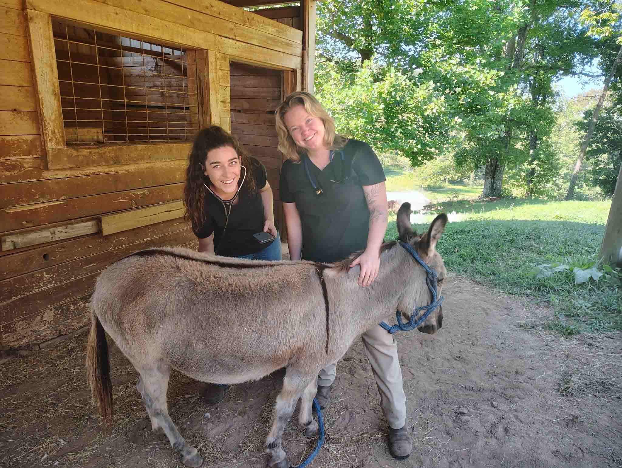 Donkey and female veterinarians smiling
