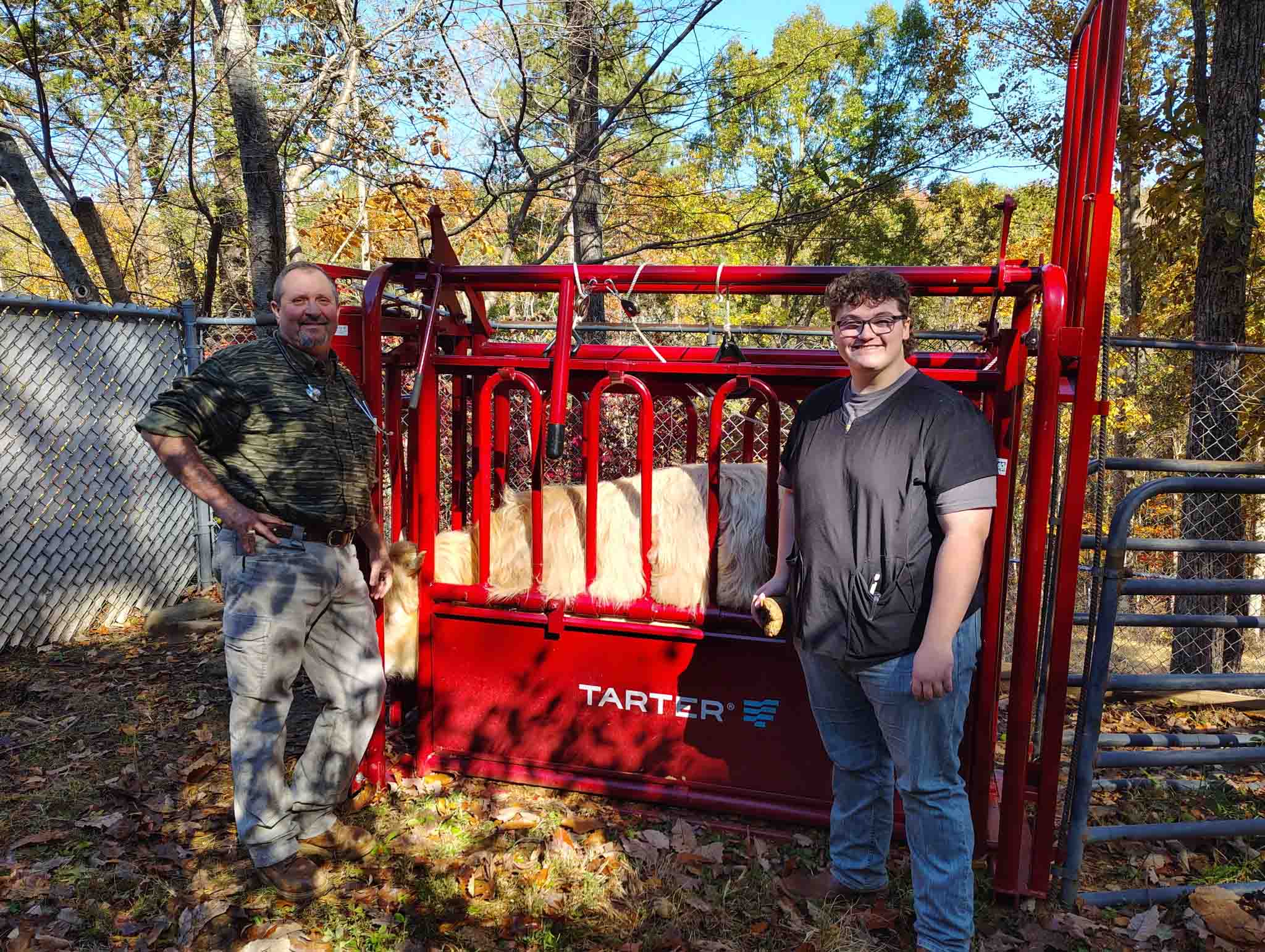Men, cow, chute, outdoors.
