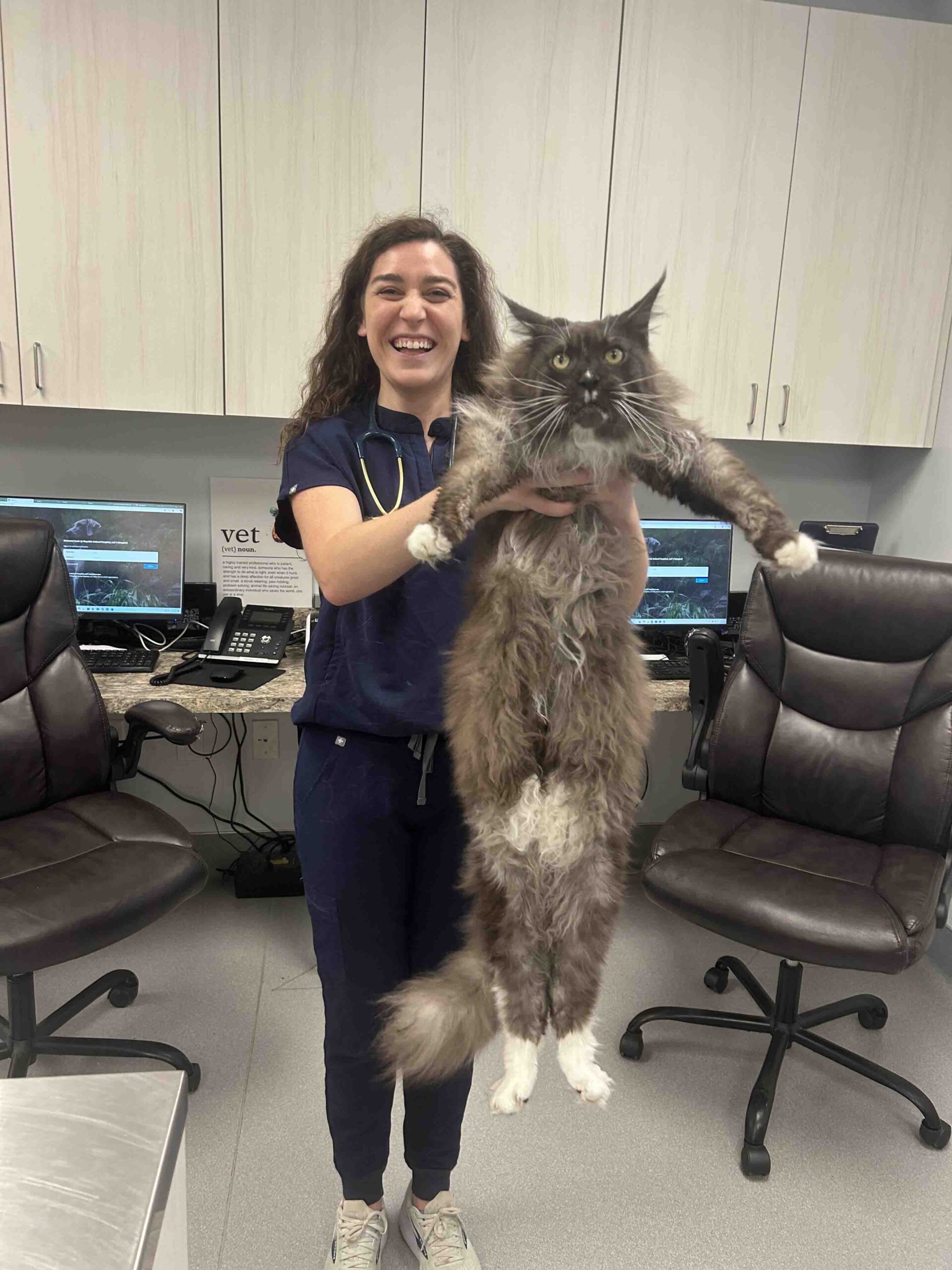 Veterinary assistant holding large cat